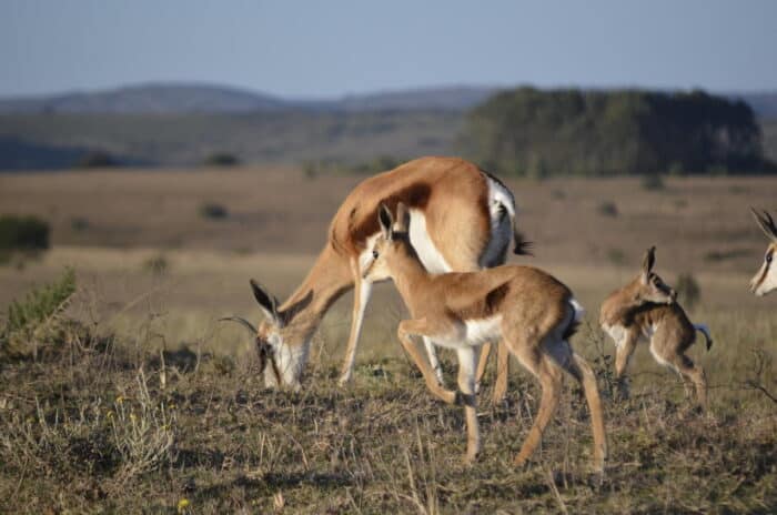 Cedarberg Travel | Lalibela Tree Tops Tented Camp