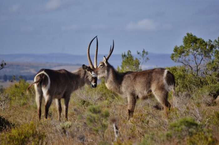 Cedarberg Travel | Lalibela Tree Tops Tented Camp