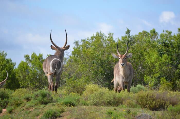 Cedarberg Travel | Lalibela Marks Camp