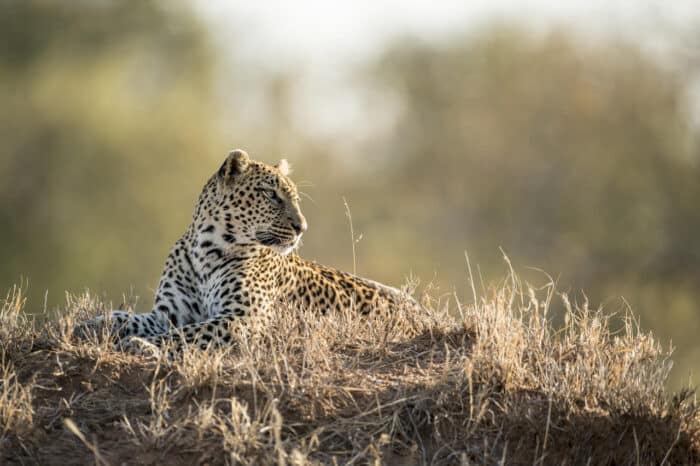 Cedarberg Travel | Singita Ebony