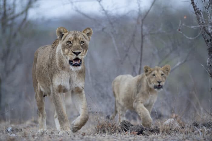 Cedarberg Travel | Singita Ebony