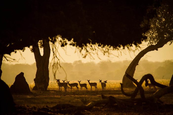 Cedarberg Travel | Zambezi Expeditions