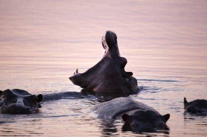 Cedarberg Travel | Zambezi Grande Game Lodge