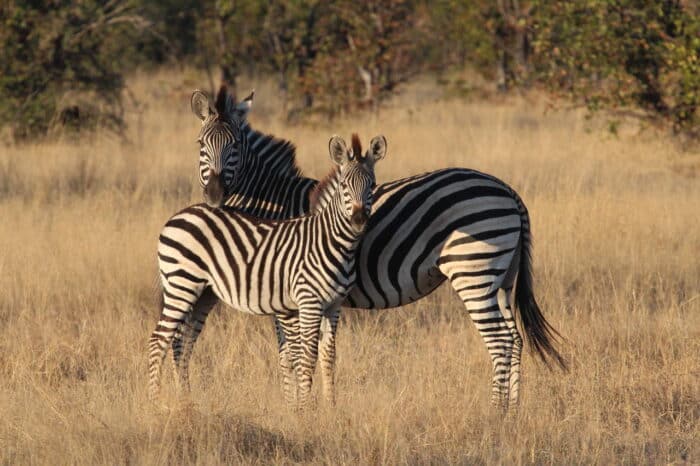 Cedarberg Travel | Nehimba Lodge