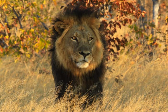 Cedarberg Travel | Nehimba Lodge