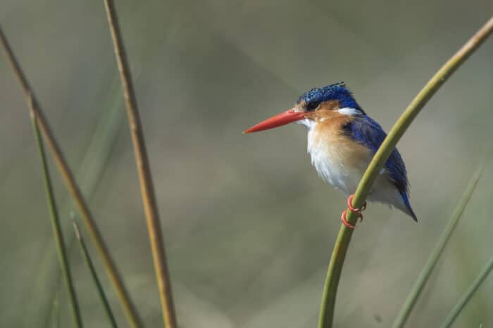 Cedarberg Travel | Khwai Leadwood Camp