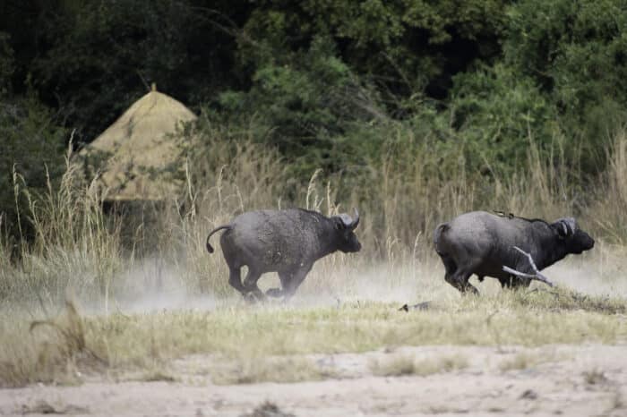 Cedarberg Travel | Kuyenda Bush Camp