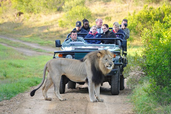 Eastern cape safari with lion