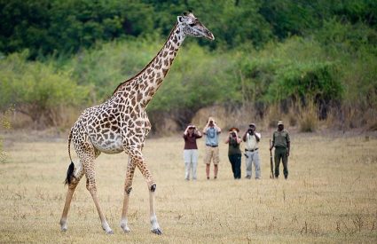 Private Game Reserves or Private Concessions for your Kruger safari?