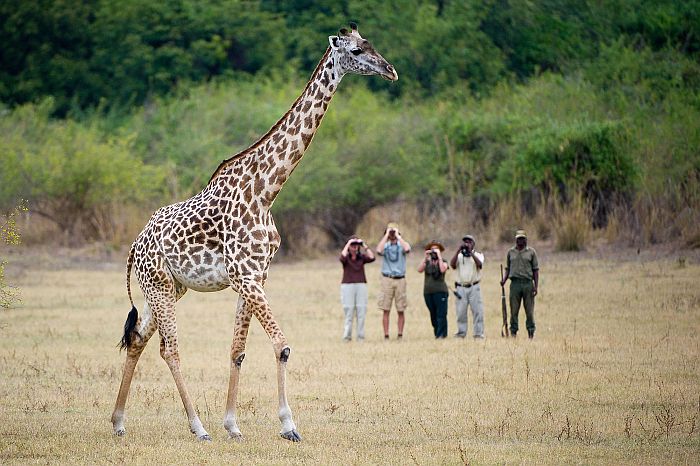 Walking safari in Zambia