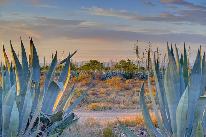 Cedarberg-Africa-Self-drive-Karoo