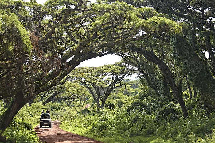 Ngorongoro safari - crater rim approach