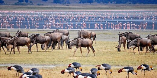 Ngorongoro Crater