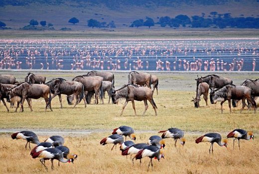 Ngorongoro Crater