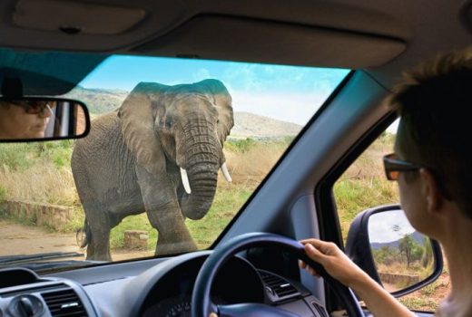 Where to go in Africa in February, March and April
