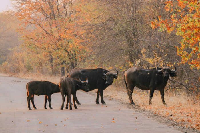 Cedarberg Travel | The Outpost