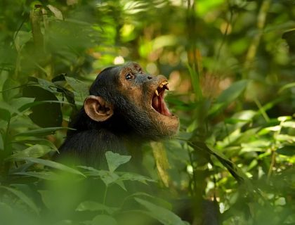 What does a Gorilla safari cost in Rwanda or Uganda?