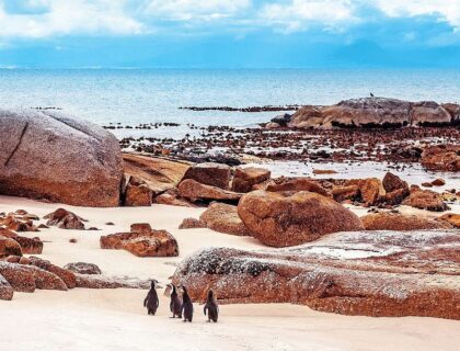 Cape Peninsula, - Penguins at Boulders Beach