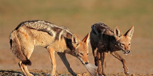 Kgalagadi National Park in the Kalahari