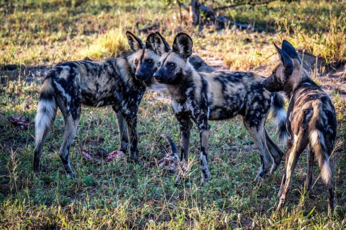 Cedarberg Travel | Simbavati Camp George