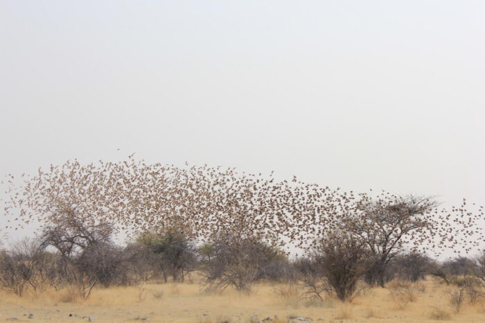 Cedarberg Travel | Etosha Oberland Lodge