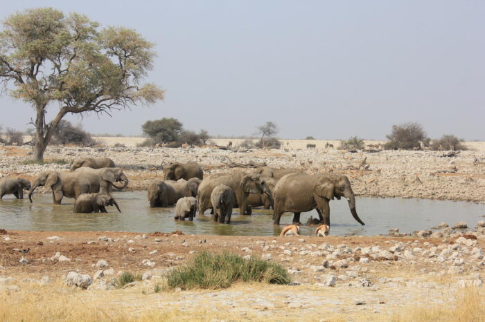 Cedarberg Travel | Etosha Oberland Lodge