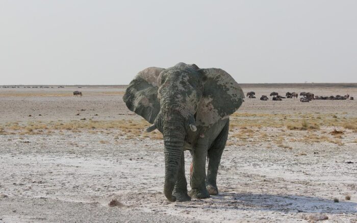 Cedarberg Travel | Etosha Oberland Lodge