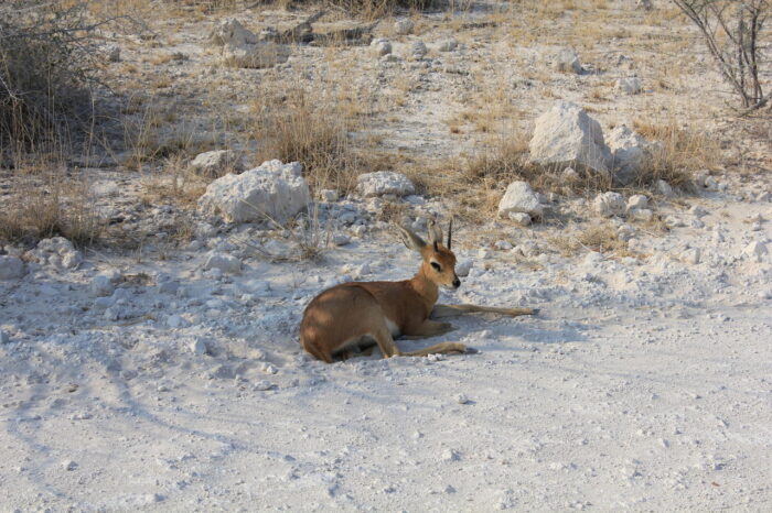 Cedarberg Travel | Etosha Oberland Lodge