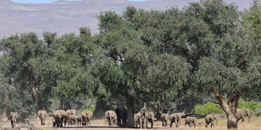 Damaraland