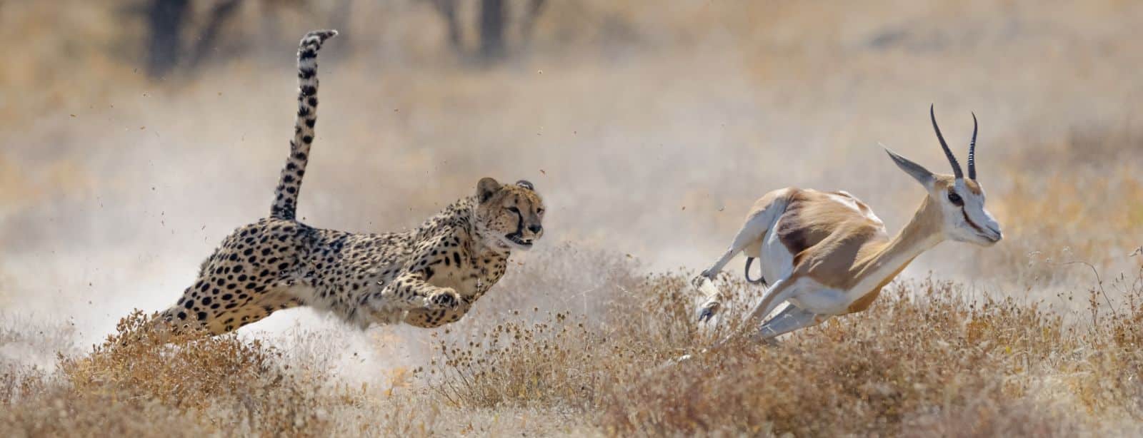 Cheetah on the kill in Etosha National Park, etosha safari lodges