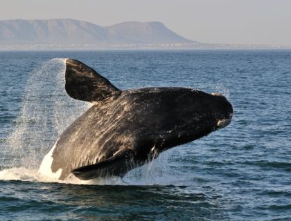 Adventurous Self-drive safari routes in South Africa & Namibia