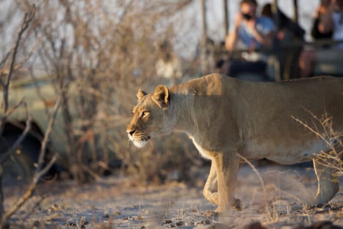 Cedarberg Travel | Botswana Community & Conservation Safari Offer