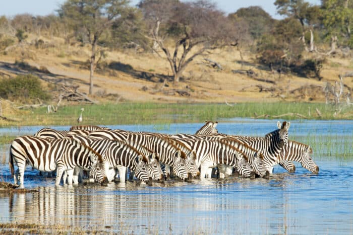 Cedarberg Travel | Botswana Community & Conservation Safari Offer