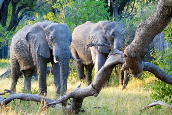 Cedarberg Travel | Botswana Community & Conservation Safari Offer