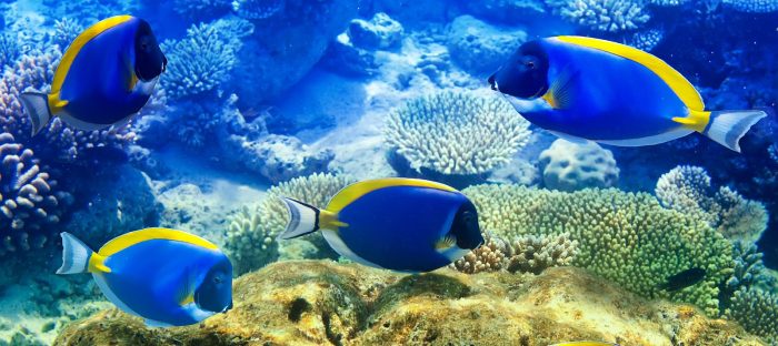 Seychelles diving holidays - coral reefs