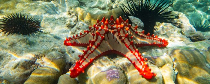 Zanzibar diving holidays - red-knobbed sea star urchin
