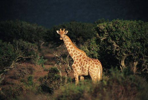 Eastern Cape