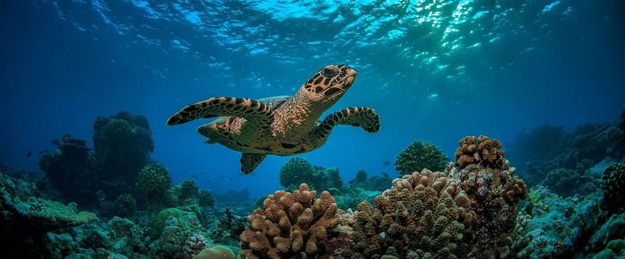 Seychelles diving holidays - diving with turtles