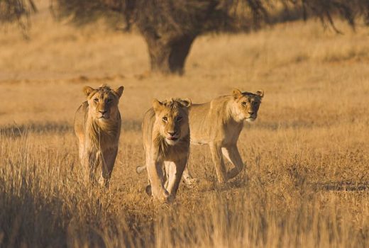 Central Kalahari