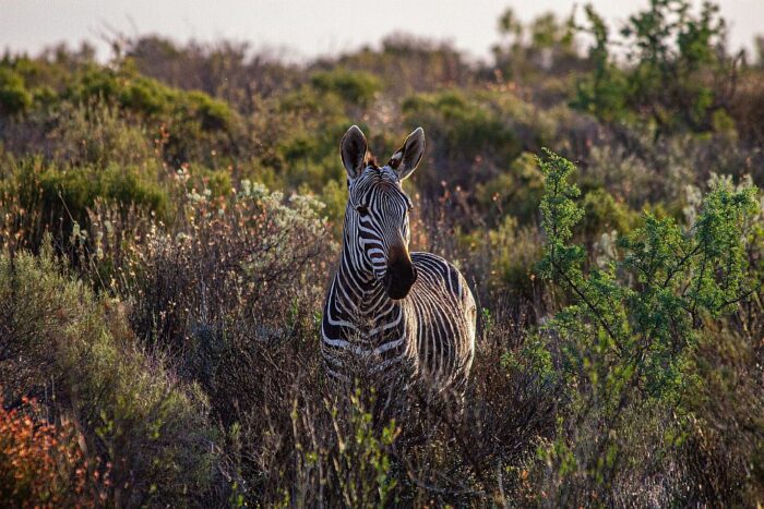 Cedarberg Travel | Simbavati Fynbos on Sea