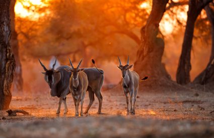 Adventurous Self-drive safari routes in South Africa & Namibia
