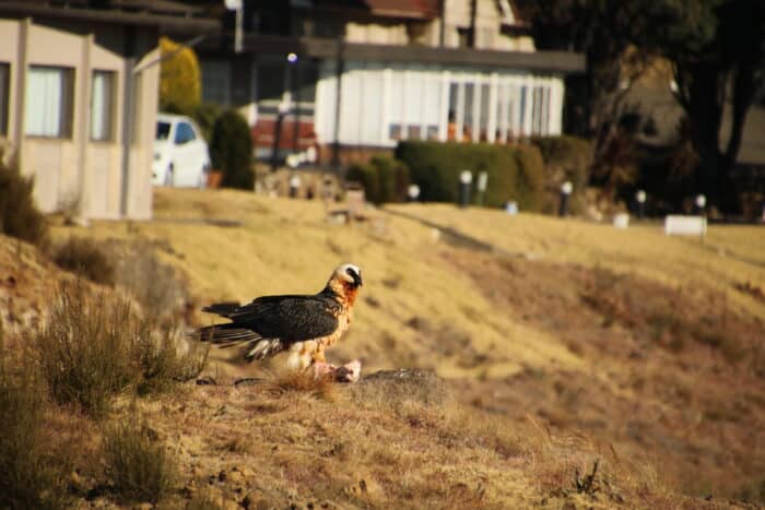 Cedarberg Travel | Witsieshoek Mountain Lodge