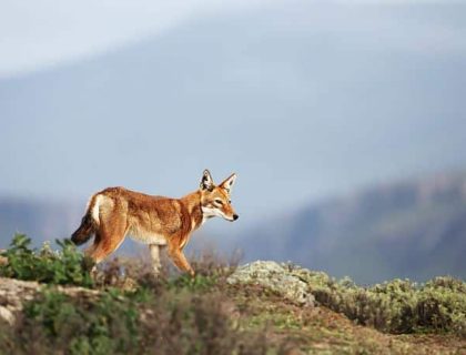 Trekking in Simien Mountain National Park with Lalibela