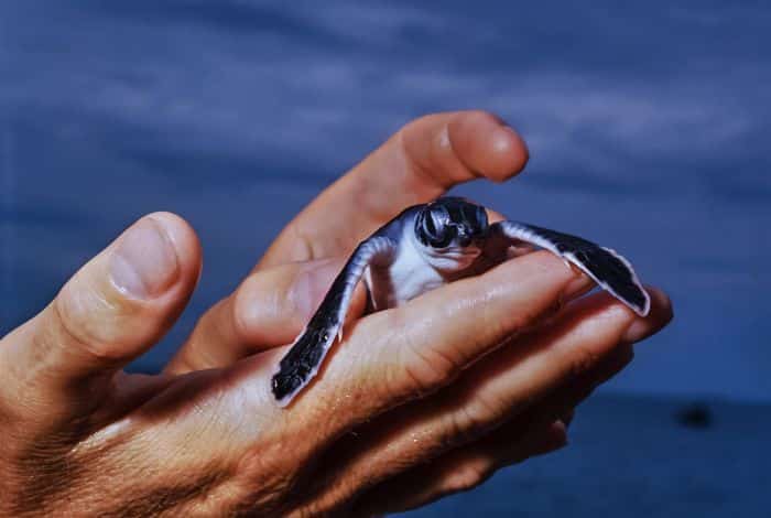 Kenya beach holiday - baby turtle