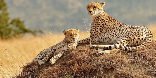 Masai Mara