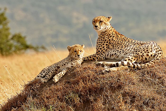 Masai Mara