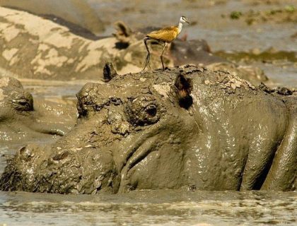 Zambia Family Safaris | Adventure Meets Luxury