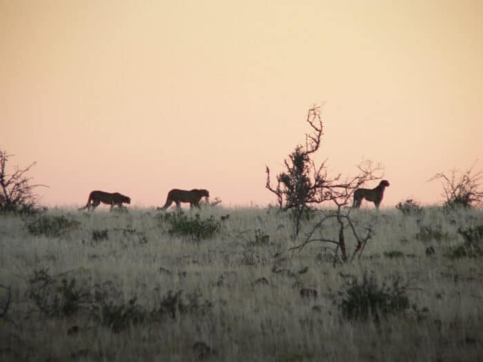 Cedarberg Travel | Etendeka Mountain Camp