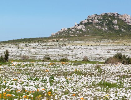 Cape West Coast Wildflowers