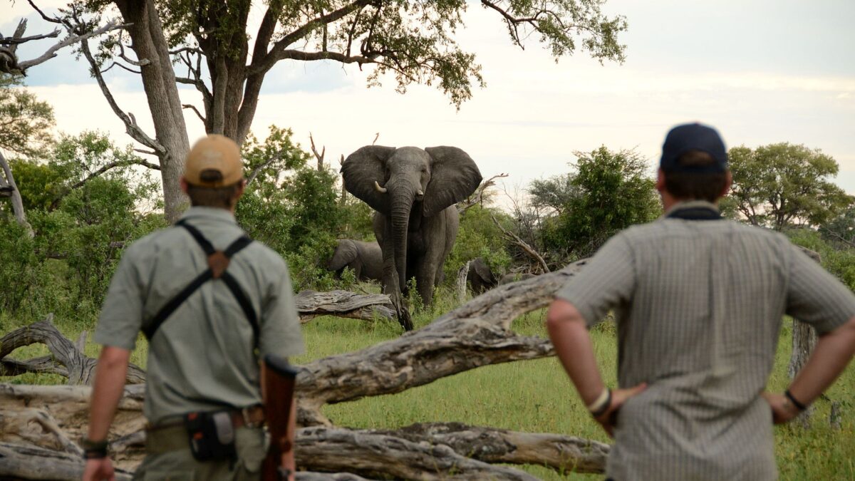 Elephant in Zimbabwe